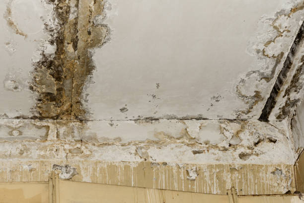 Best Water damage restoration company  in USA